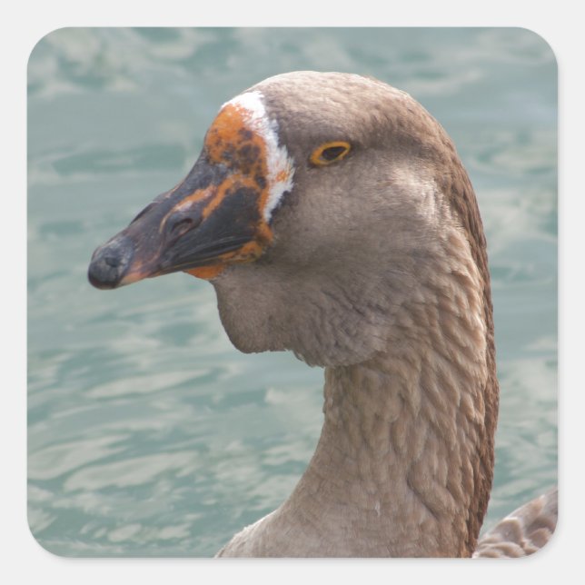 Sticker Carré Toulouse Goose (Devant)