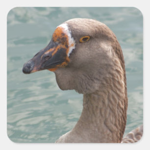 Sticker Carré Toulouse Goose