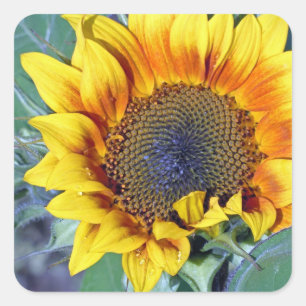 Sticker Carré Tournesol avec gouttelettes d'eau