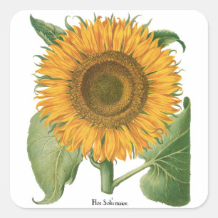 Sticker Carré Tournesol Vintage par Basilius Besler