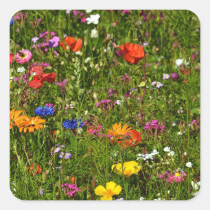 Sticker Carré toutes sortes de belles fleurs