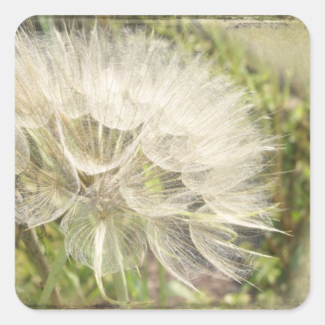 Sticker Carré Tragopogon dubius - Beauté des chèvres jaunes (Devant)