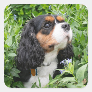 Sticker Carré Tri Color Cavalier King Charles Spaniel Dog