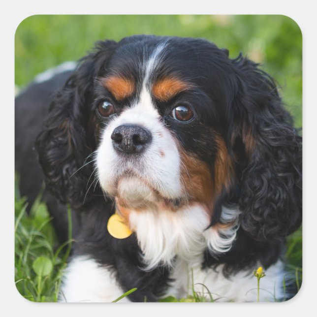 Sticker Carré Tri Couleur Cavalier King Charles Spaniel Chien (Devant)