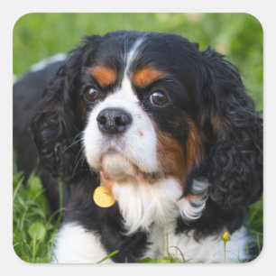 Sticker Carré Tri Couleur Cavalier King Charles Spaniel Chien