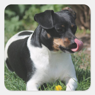 Sticker Carré Tri couleur Jack Russell Terrier Chien chiot