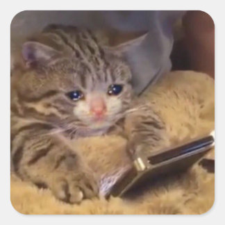 Sticker Carré triste chat au téléphone