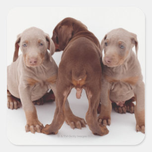 Sticker Carré Trois chiots Doberman pinscher
