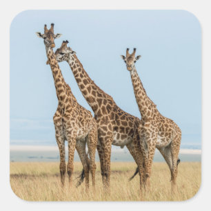 Sticker Carré Trois girafes Poing