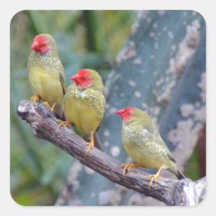 Sticker Carré Trois jolis pinsons verts
