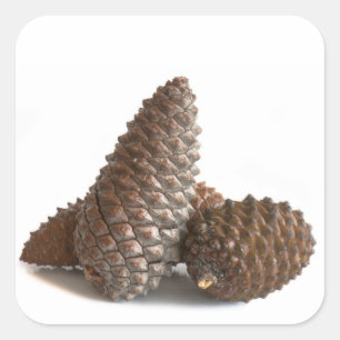 Sticker Carré Trois pinecones