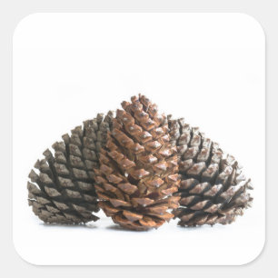 Sticker Carré Trois pinecones