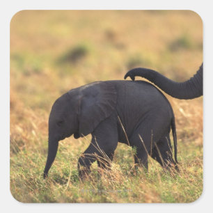 Sticker Carré Tronc d'éléphant touchant la progéniture, Kenya,