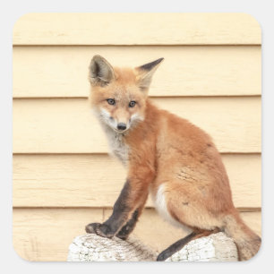 Sticker Carré Trousse Red Fox dans la vallée de l'Hudson
