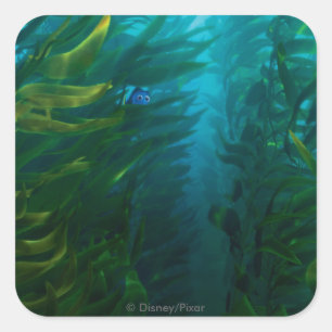 Sticker Carré Trouver Dory   Cacher et rechercher - Kelp de mer