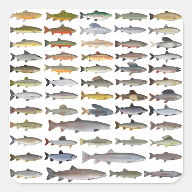 Sticker Carré Truite, omble, Grayling, Hucho et Whitefish Group (Devant)