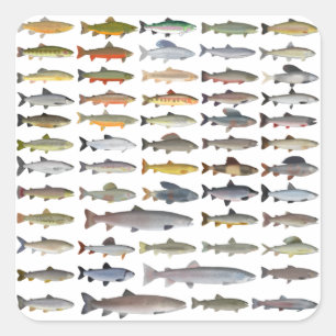 Sticker Carré Truite, omble, Grayling, Hucho et Whitefish Group