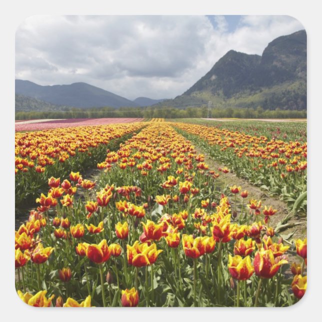 Sticker Carré Tulip Farm près d'Agassiz, Colombie-Britannique, (Devant)
