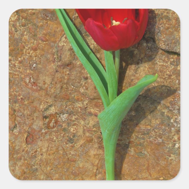 Sticker Carré Tulipe jaune et rouge (Devant)