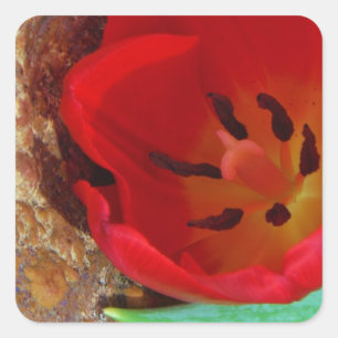 Sticker Carré Tulipe jaune printemps et rouge