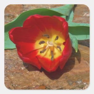 Sticker Carré Tulipe rouge du printemps