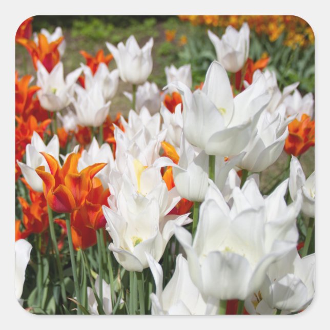 Sticker Carré Tulipes blanches et gingembre dans le jardin (Devant)