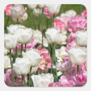 Sticker Carré Tulipes blanches et roses brillantes par jour enso