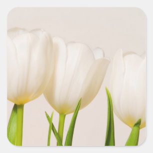 Sticker Carré Tulipes blanches sur fond blanc,