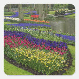 Sticker Carré Tulipes, Hyacinthe de raisin et jonquilles,
