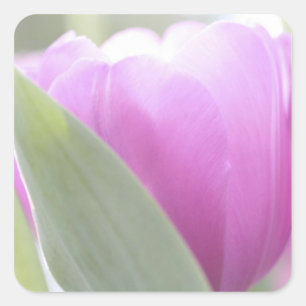 Sticker Carré Tulipes, Jardins de Keukenhoff, Pays-Bas. 2