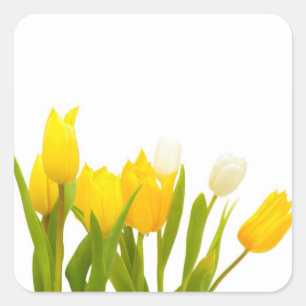Sticker Carré Tulipes jaunes