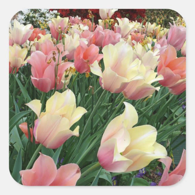 Sticker Carré Tulipes rose et jaune (Devant)