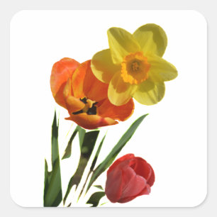 Sticker Carré Tulipes rouges et fleurs de jonquille jaunes