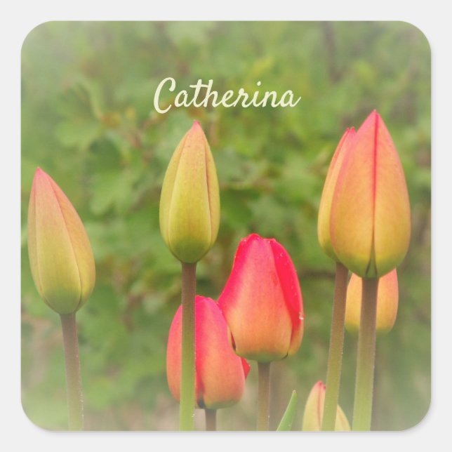 Sticker Carré Tulipes rouges et jaunes Photo personnalisée (Devant)
