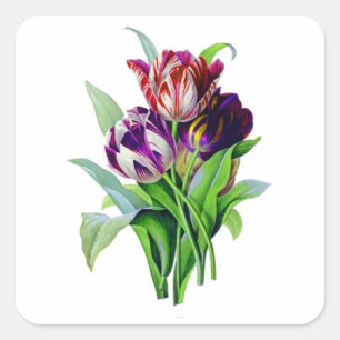 Sticker Carré Tulips de Pierre Joseph Redoute