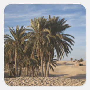 Sticker Carré Tunisie, désert du Sahara, Douz, Grande Dune, palm