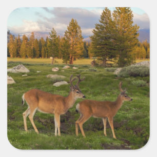Sticker Carré Tuolumne Meadow, yosemite