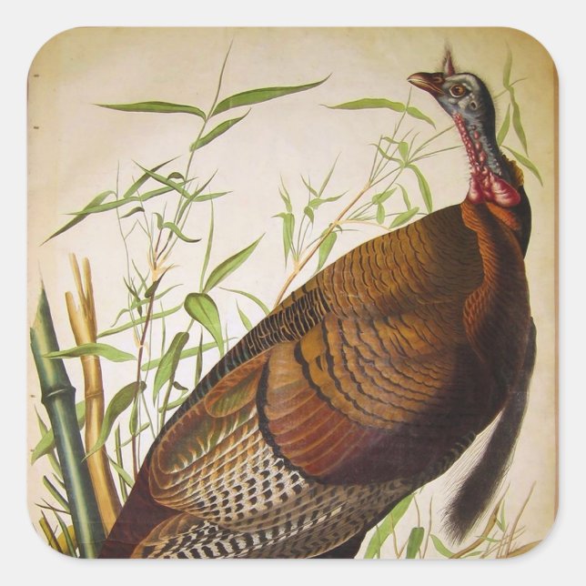 Sticker Carré Turquie sauvage, John James Audubon (Devant)
