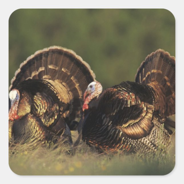 Sticker Carré Turquie sauvage, Meleagris gallopavo, mâles (Devant)