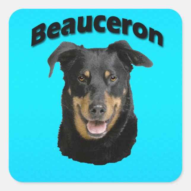 Sticker Carré Turquoise de Beauceron (Devant)