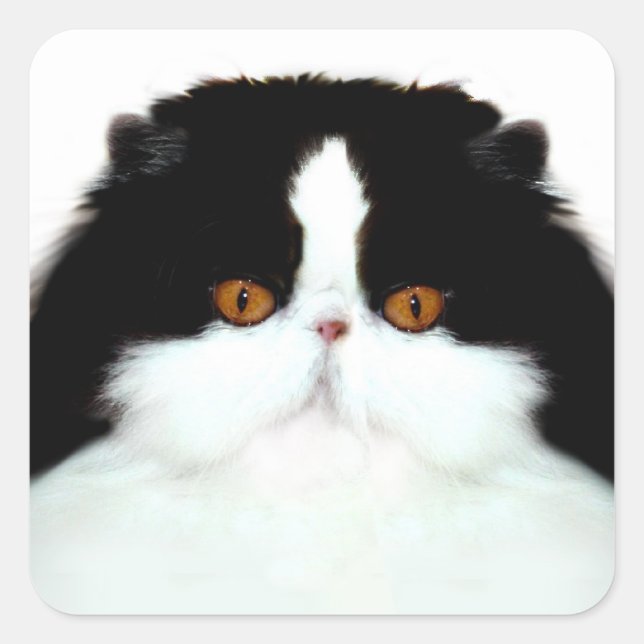 Sticker Carré Tuxedo face de chat perse (Devant)
