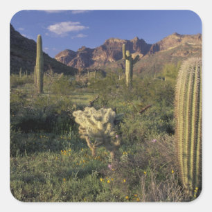 Sticker Carré U.S.A., Arizona, Organ Pipe National Monument.