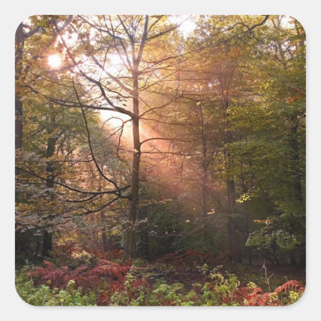 Sticker Carré UK. Forêt de Dean. Faisceau de soleil pénétrant un (Devant)