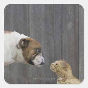 Sticker Carré Un Bulldog et un chat sont face à face dans un sta