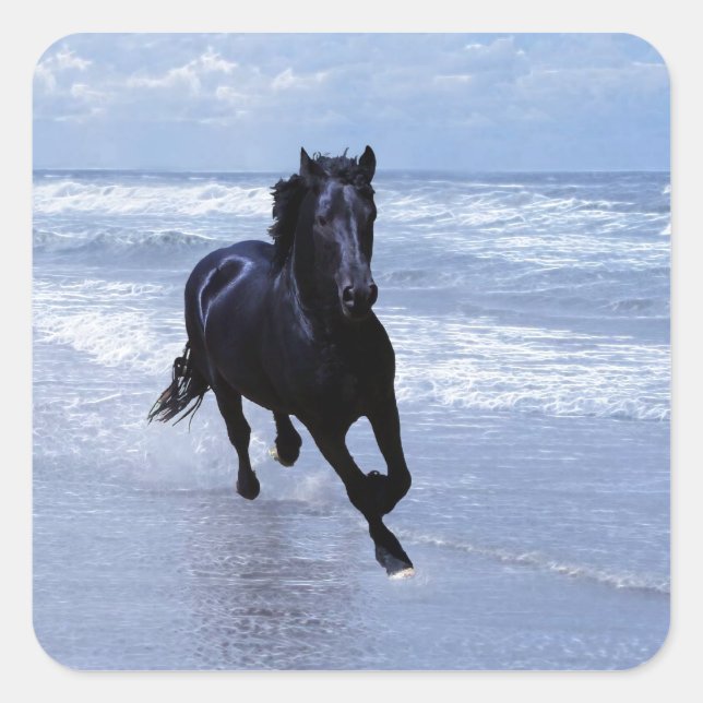 Sticker Carré Un cheval sauvage et libre (Devant)