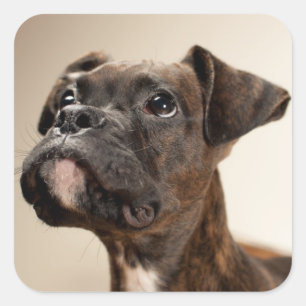 Sticker Carré Un chiot de Brindle Boxer qui regarde curieusement