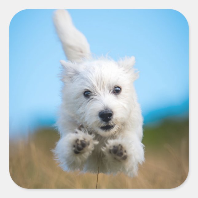 Sticker Carré Un Chiot De Terrier De L'Ouest Mignonne Courant (Devant)