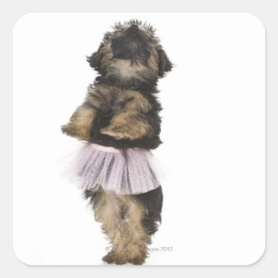 Sticker Carré Un chiot de Yorkie-poo dans un tutu sur ses jambes