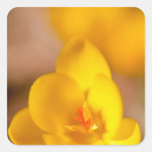 Sticker Carré Un crocus jaune fleurit à Portsmouth, Nouveau