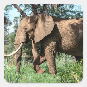 Sticker Carré Un éléphant africain au Safari